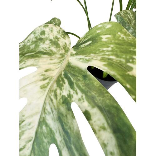 Dirbtinis Monstera Variegata augalas, 85 cm.