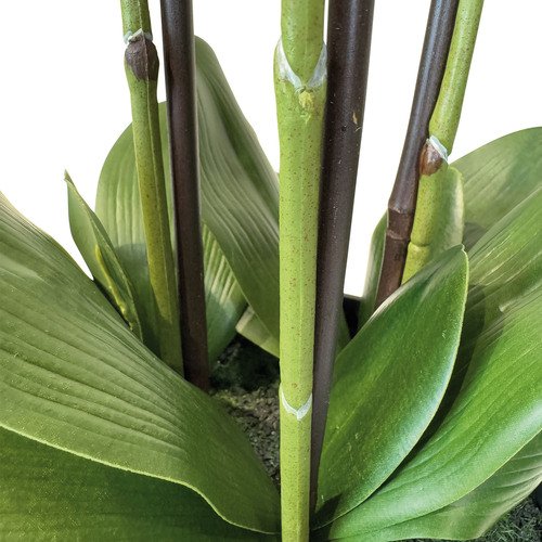 Dirbtinė orchidėja, 76 cm. 5