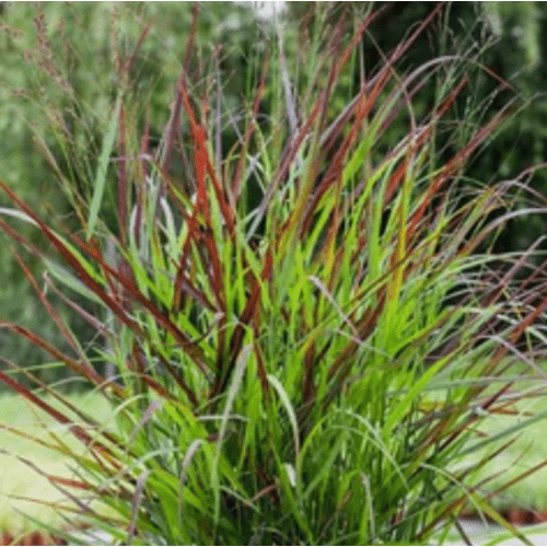 Sora rykštėtoji Shenandoah