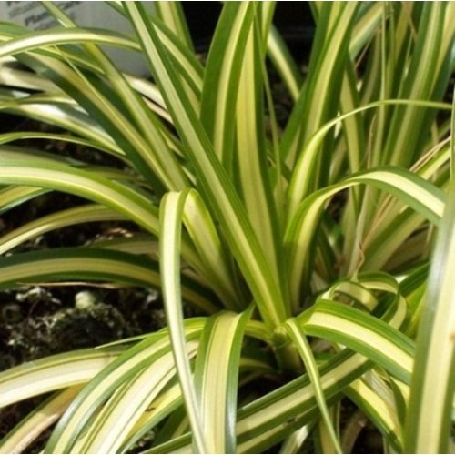 Viksva visžalė Evergold