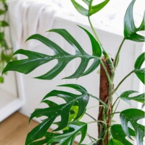 Epipremnum pinatum Baltic Blue