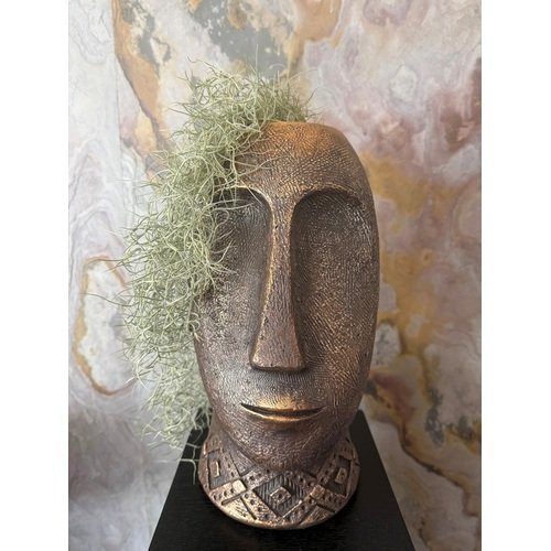 Tilandsija stilingame vazone 1