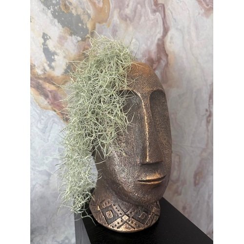 Tilandsija stilingame vazone