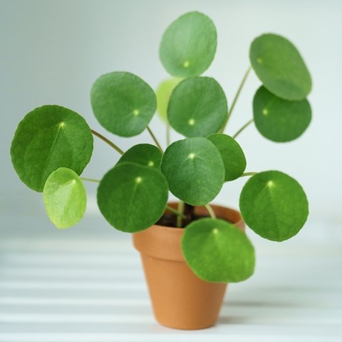 Pilea peperomioides