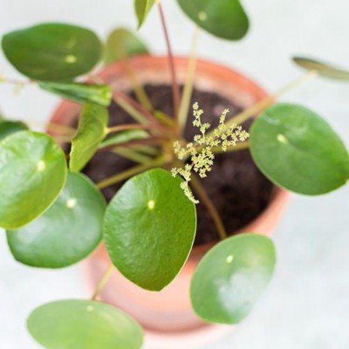 Pilea peperomioides