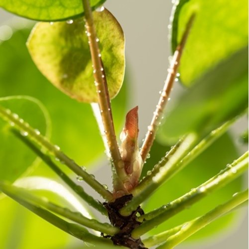 Pilea peperomioides