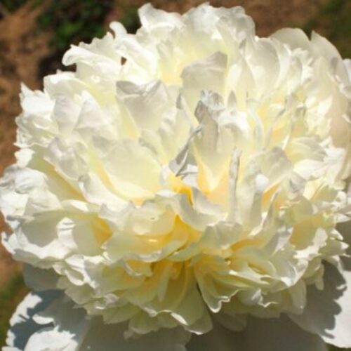 Bijūnas Cheddar Cheese