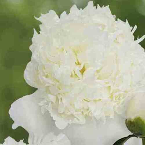 Bijūnas Princess Bride