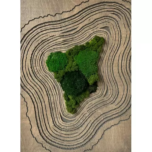 Stabilizuotų samanų paveikslas 1