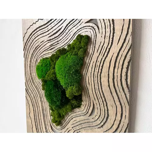 Stabilizuotų samanų paveikslas