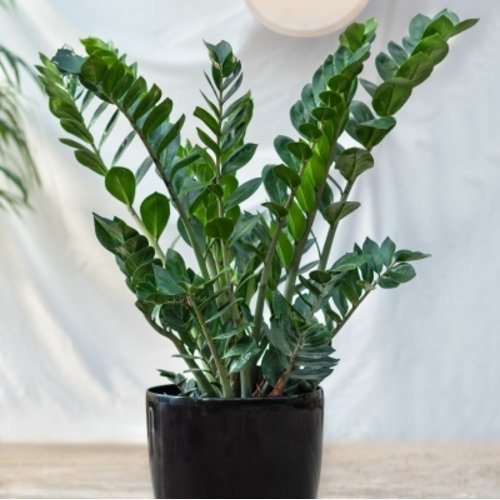 Zamioculcas zamiifolia