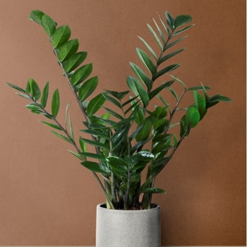 Zamioculcas zamiifolia