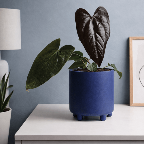 Anthurium Queen of Hearts