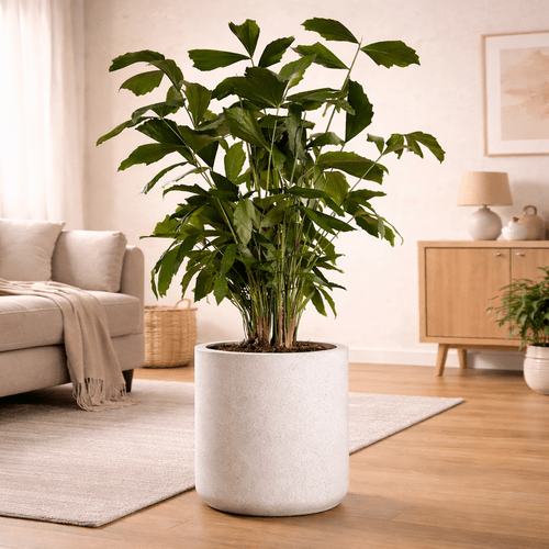 Caryota (Fishtail palm)