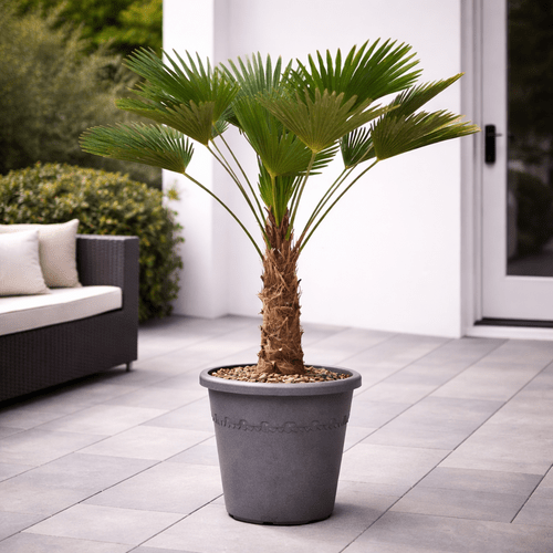 Trachycarpus wagnerianus, 130 cm