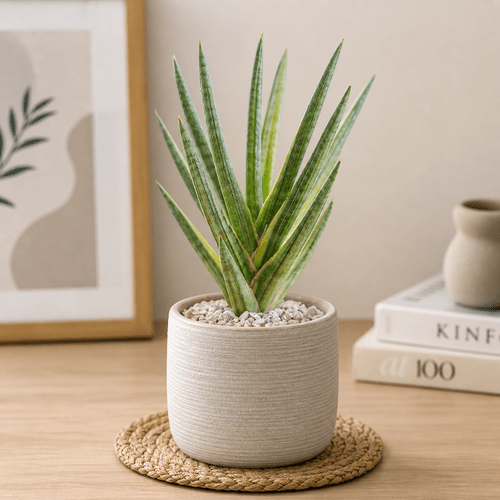 Sansevieria Francisii Variegata