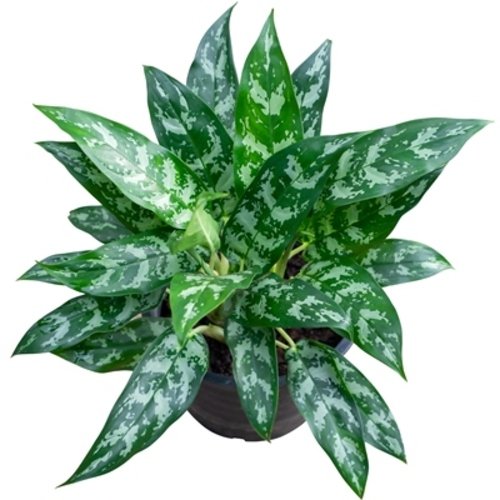 Aglaonema Maria