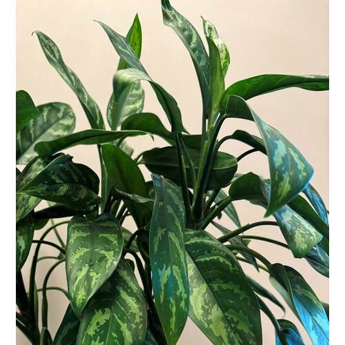 Aglaonema Maria