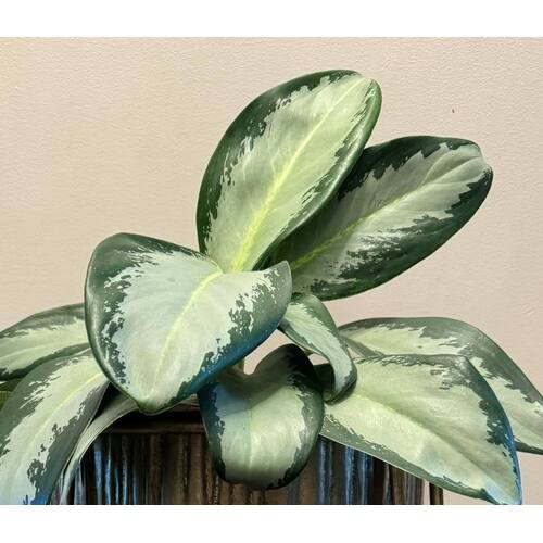 Aglaonema Green Bowl