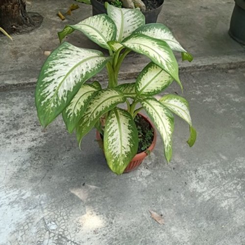 Dieffenbachia seguine Tropic Snow