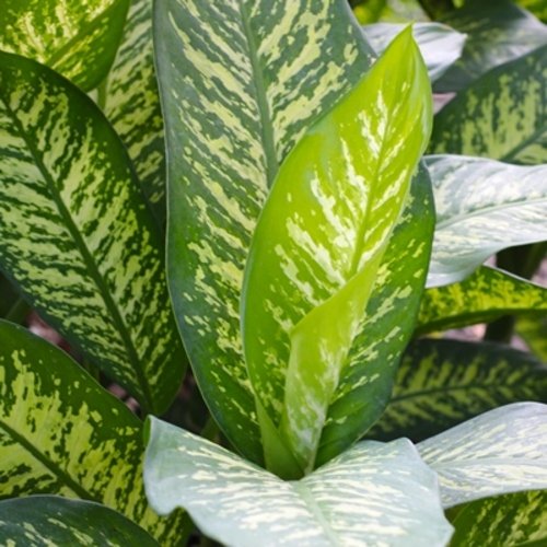 Dieffenbachia seguine Tropic Snow