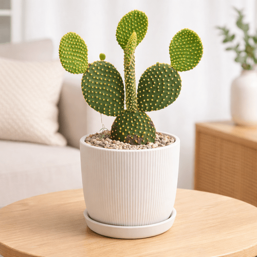 Opuntia microdasys var. Pallida