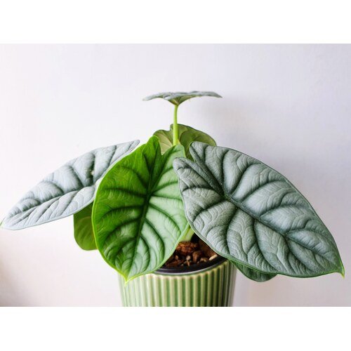 Alocasia baginda Silver Dragon