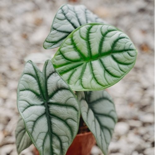 Alocasia baginda Silver Dragon