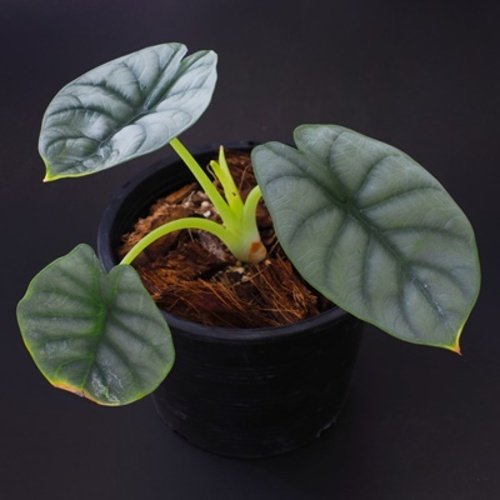 Alocasia baginda Silver Dragon