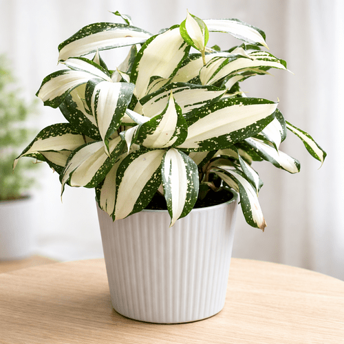 Dracaena surculosa Milky Way