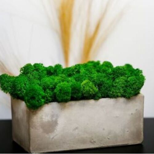 Vazonas su stabilizuotomis samanomis