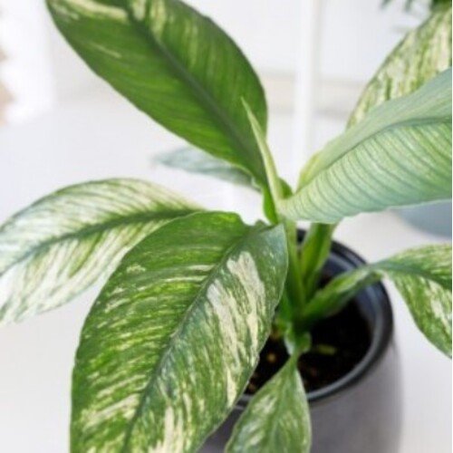 Spathiphyllum Jessica