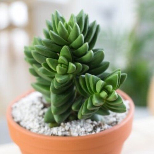 Crassula Benjamin