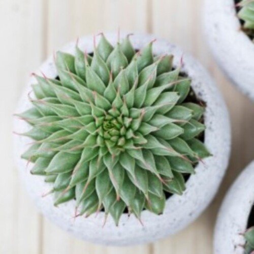 Graptopetalum filiferum