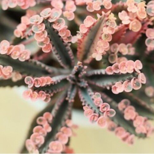 Kalanchoe Pink Butterflies