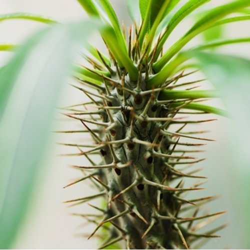 Pachypodium lamerei 1