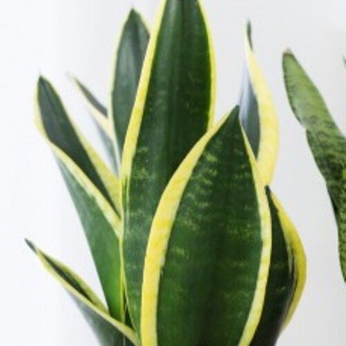 Sansevieria trifasciata Fire