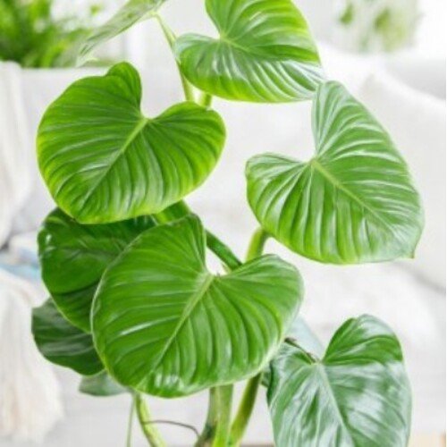 Philodendron Grazielae