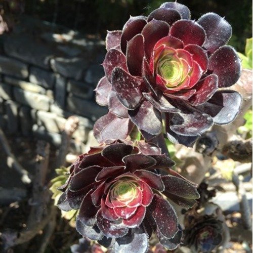 Aeonium arboreum Schwarzkopf