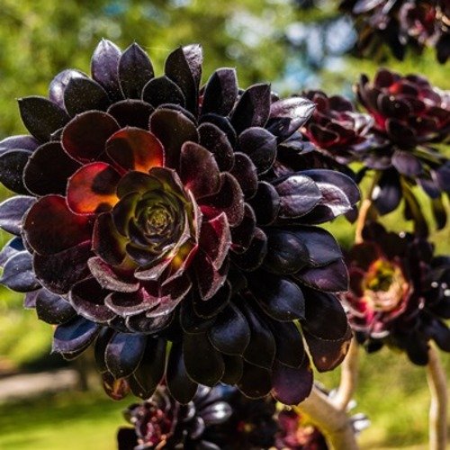 Aeonium arboreum Schwarzkopf