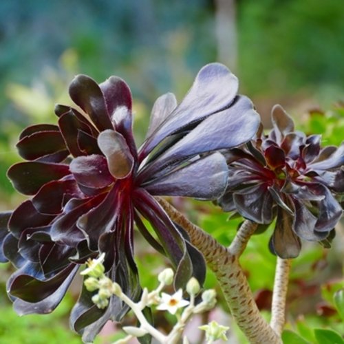 Aeonium arboreum Schwarzkopf