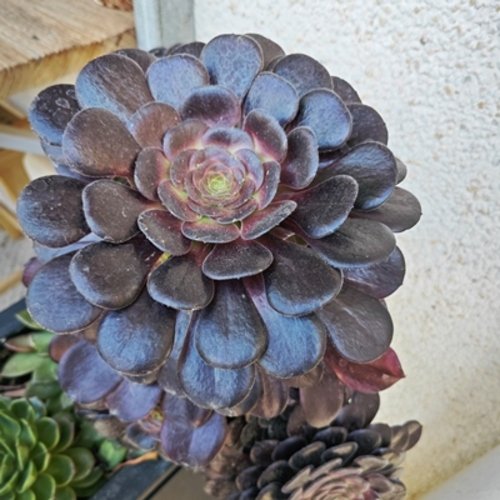 Aeonium arboreum Schwarzkopf