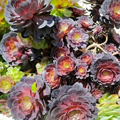 Aeonium arboreum Schwarzkopf