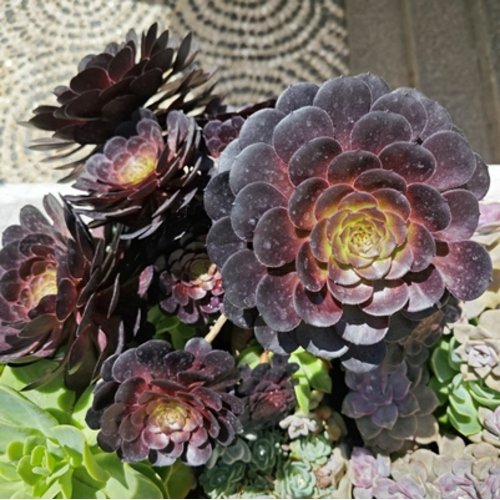 Aeonium arboreum Schwarzkopf