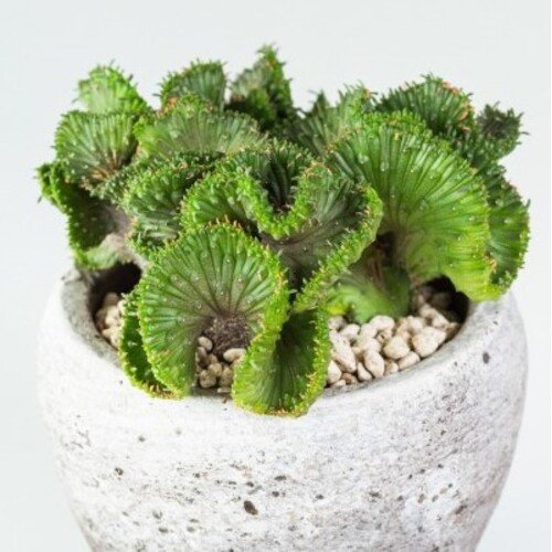 Euphorbia pugniformis Cristata