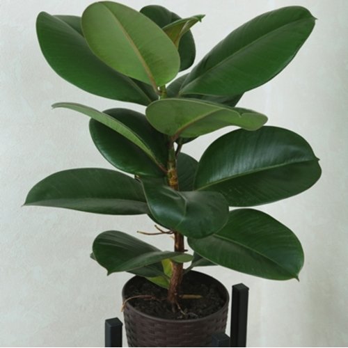 Ficus elastica Robusta