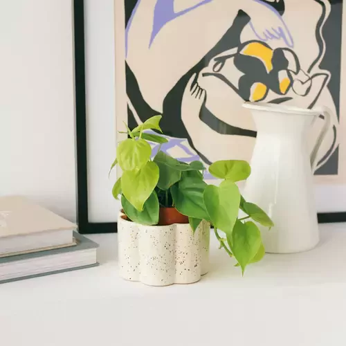 Augalus drėkinantis vazonas, baltas taškuotas 1