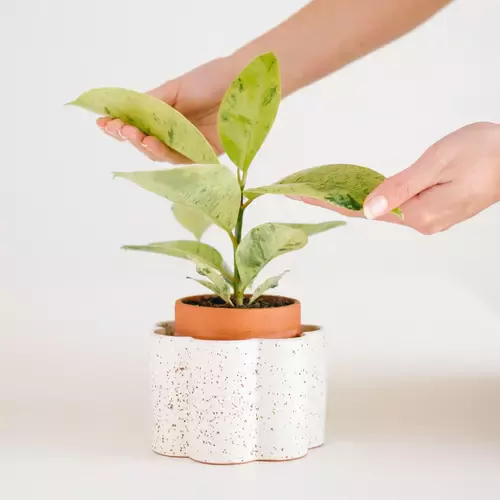 Augalus drėkinantis vazonas, baltas taškuotas 5