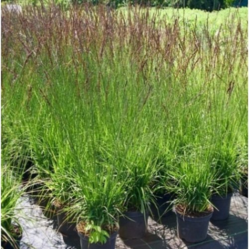 Melvenė nendrinė Black Arrows