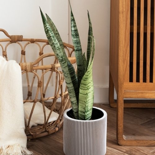 Sansevieria zeylanica